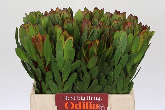 <h4>Leucadendron Goldstrike</h4>