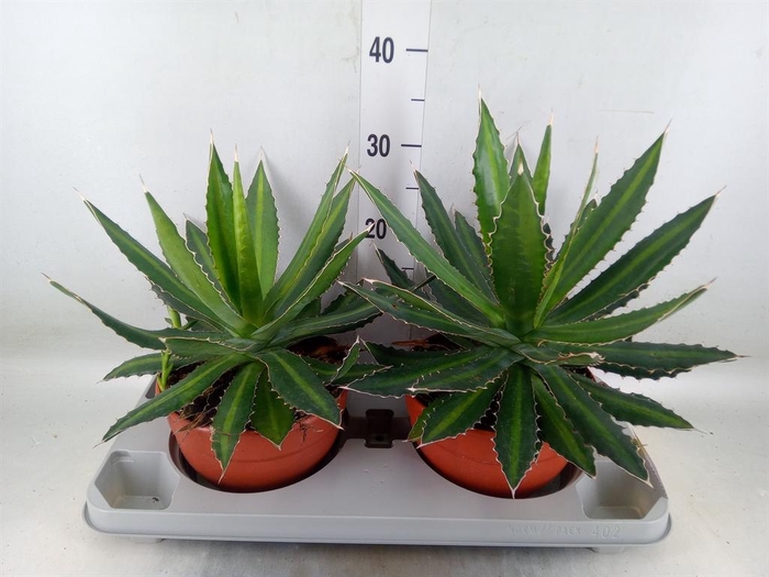 <h4>Agave lophantha</h4>