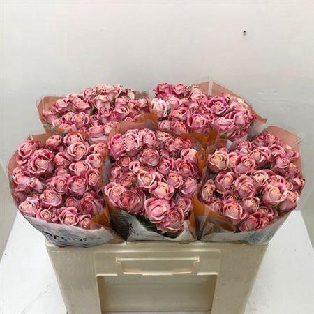 <h4>Rosa TR 'Flinders Lane' BRAAM</h4>