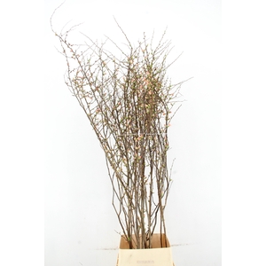 CHAENOMELES JAPONICA PINK 160CM