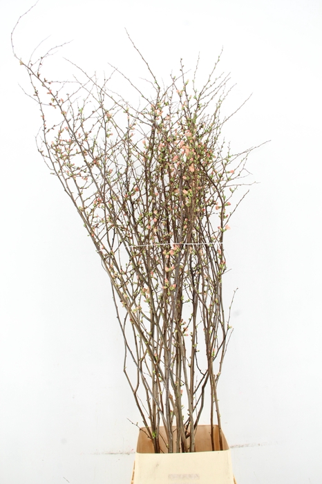 CHAENOMELES JAPONICA PINK 160CM