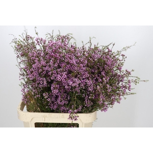 Chamelaucium Stella
