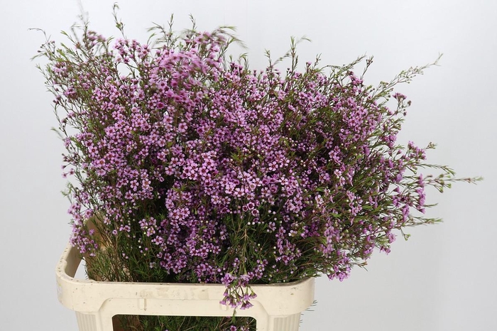 <h4>Chamelaucium Stella</h4>