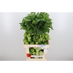Physalis Overig