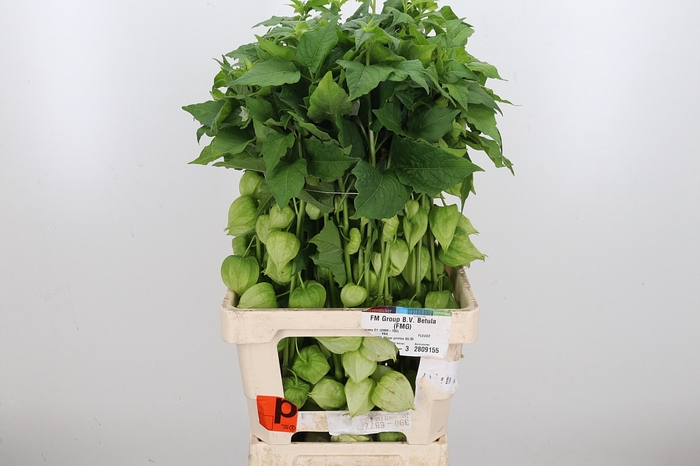 <h4>Physalis Overig</h4>