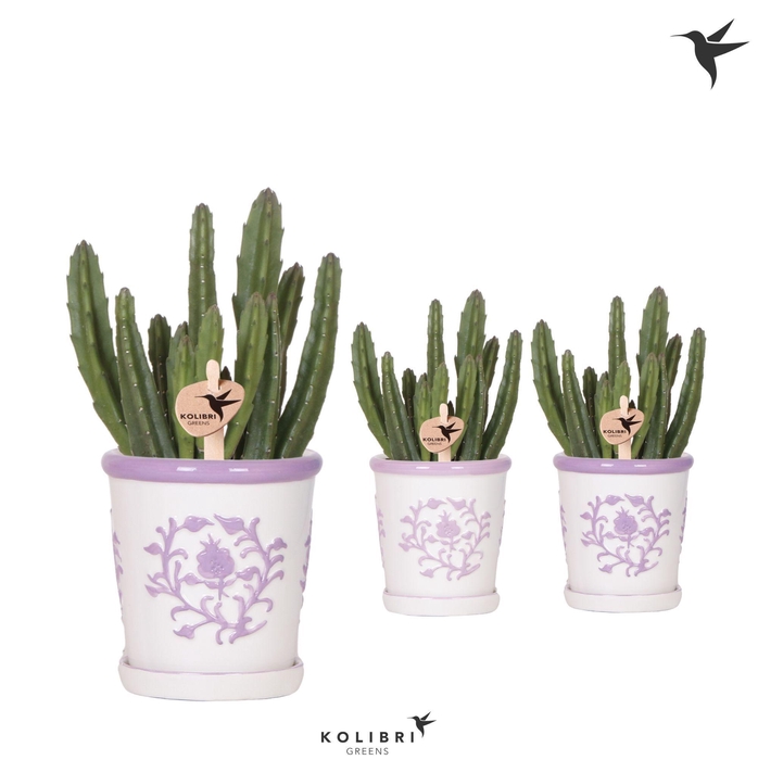 <h4>Kolibri Greens Stapelia Leendertziae in Malaga pot lila mix</h4>