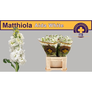 MATTH AIDA WHITE