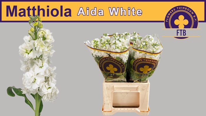 <h4>MATTH AIDA WHITE</h4>