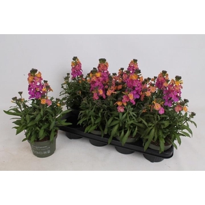 ERYS LEY ORANGE GLOW