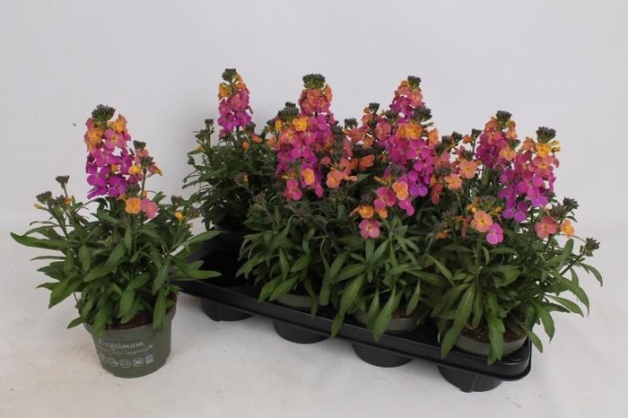 <h4>ERYS LEY ORANGE GLOW</h4>