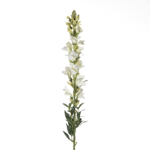 AF Antirrhinum L81cm Creme