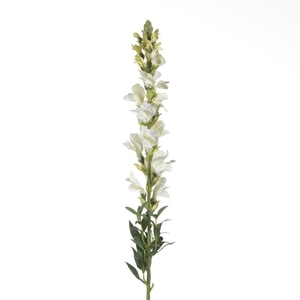 AF Antirrhinum L81cm Creme