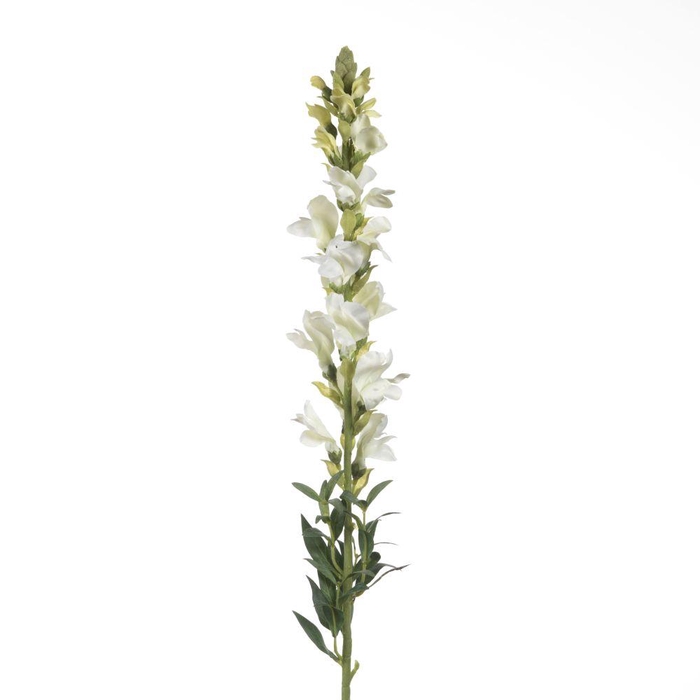 <h4>AF Antirrhinum L81cm Creme</h4>