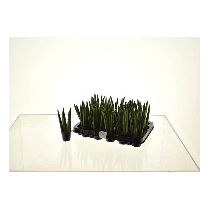 <h4>Sansevieria cylindrica Spagetti 6Ø 18cm</h4>