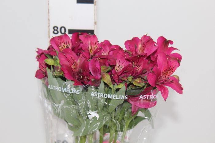 <h4>ALSTROEMERIA NAPOLI 080 CM</h4>