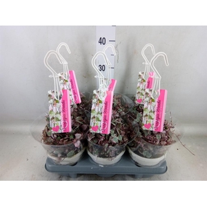 Ceropegia woodii 'Variegata'