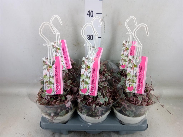 <h4>Ceropegia woodii 'Variegata'</h4>