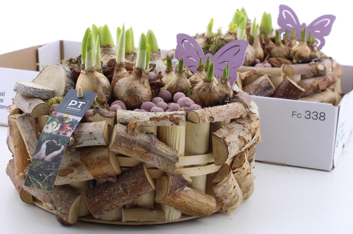 <h4>BOLBLOEMEN OV</h4>