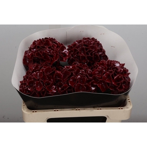 Hydr Wx 50cm Bordeaux