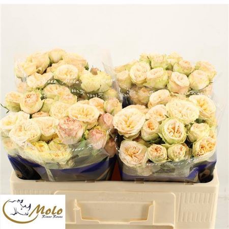 <h4>Rosa spray Gentle Trendsetter</h4>