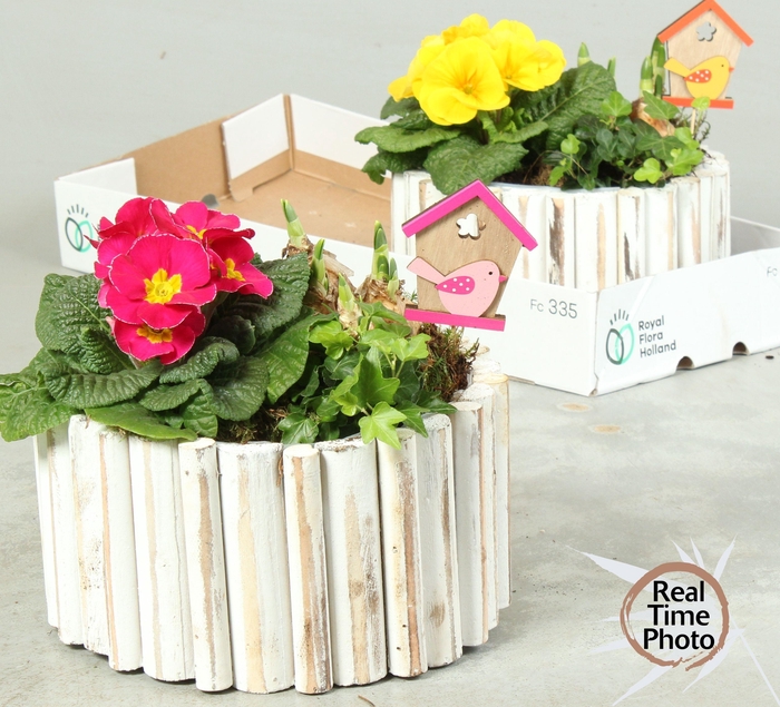 <h4>ARR TUINPLANTEN</h4>