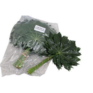Aralia Large V P X 5