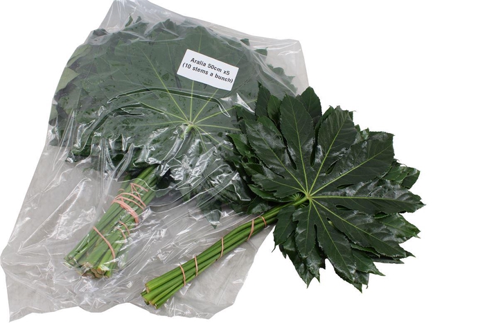 <h4>Aralia Large V P X 5</h4>