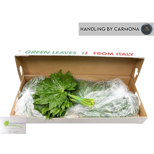 FATSIA JAPONICA BLAD