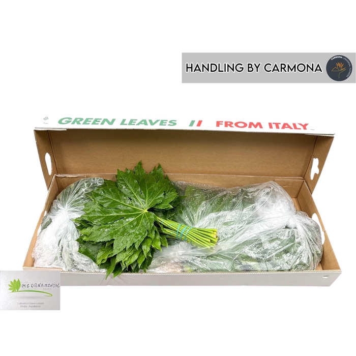 <h4>Fatsia Japonica Blad</h4>