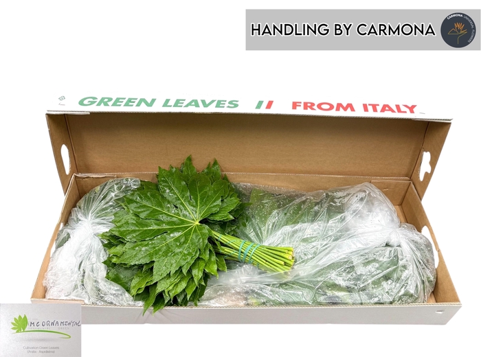 <h4>FATSIA JAPONICA BLAD</h4>