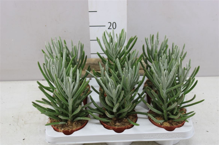 <h4>Senecio Pyramidatus</h4>