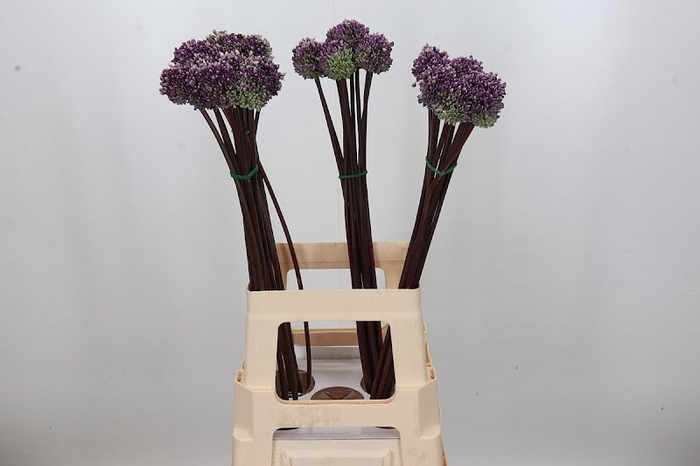 <h4>Allium Summer Drummer</h4>