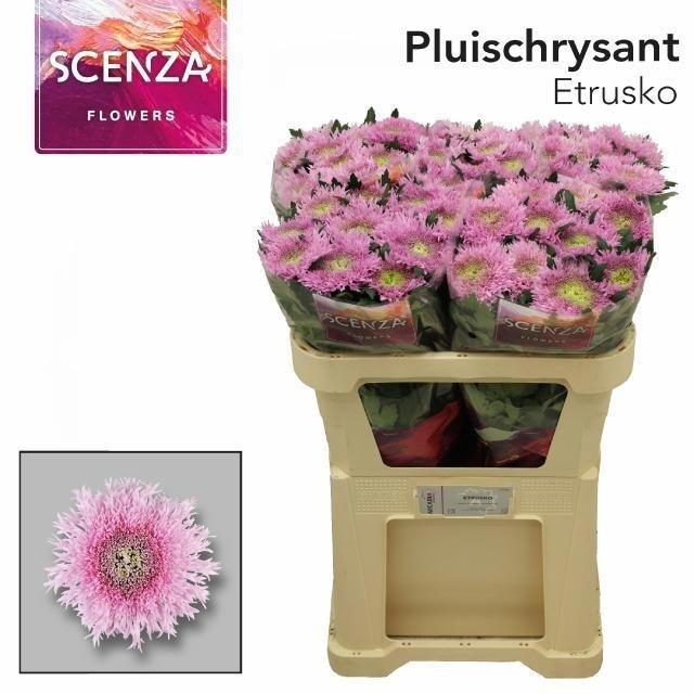 <h4>Chr G Etrusko</h4>