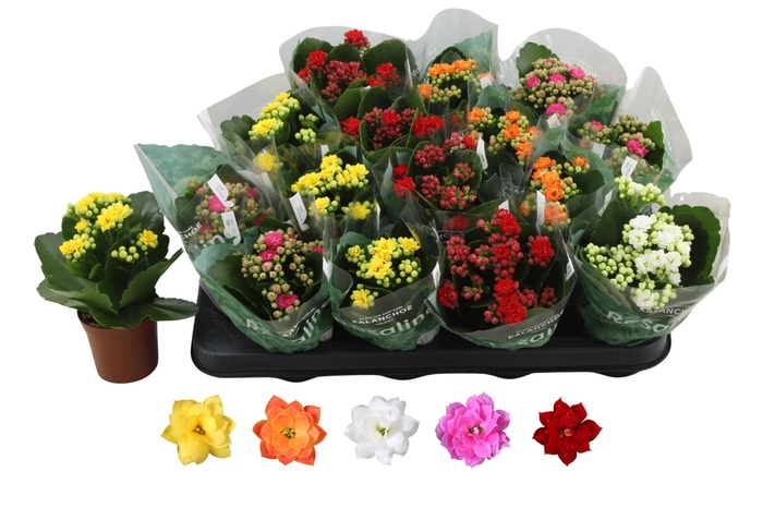 <h4>Kal Ge Ro Gem 5 Kl</h4>