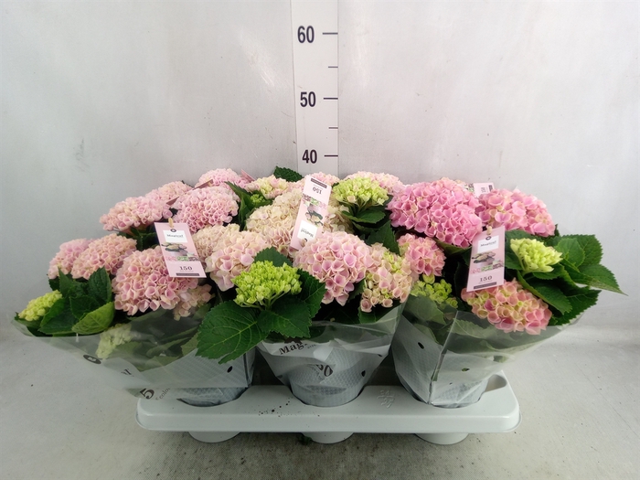 <h4>Hydrangea mac. 'Magical Revolution'</h4>