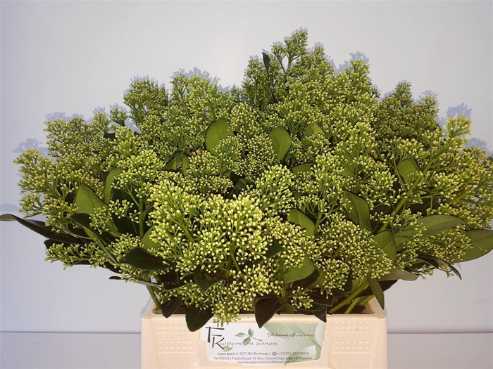 <h4>Skimmia Ja Yuki Bs</h4>