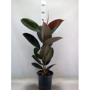 Ficus elastica 'Abidjan'