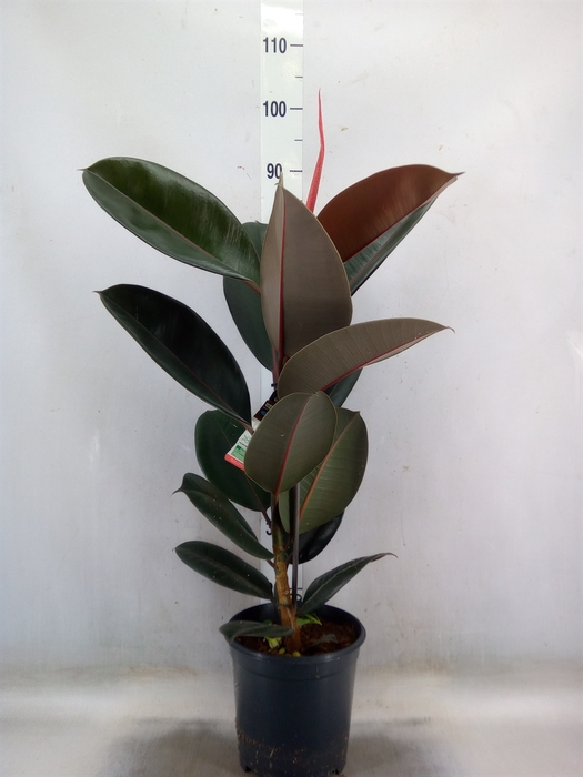 <h4>Ficus elastica 'Abidjan'</h4>
