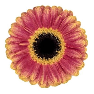 Germini Holy Moly Water