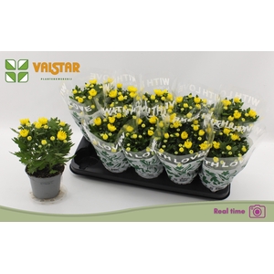 CHRYS DA VINCI YELLO