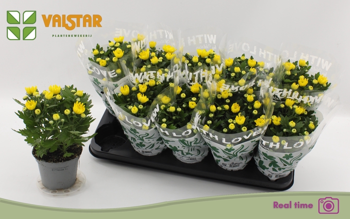 <h4>CHRYS DA VINCI YELLO</h4>