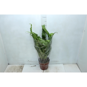 ASPLENIUM VARIADO P17