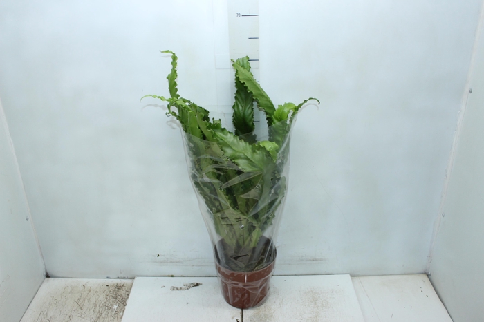 <h4>ASPLENIUM VARIADO P17</h4>
