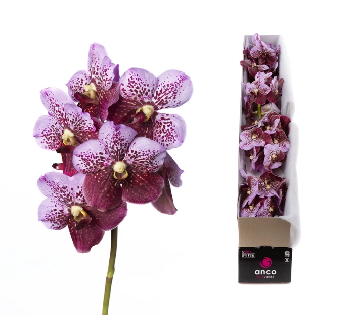 <h4>Vanda  'Divana Pink and Mahogany'</h4>