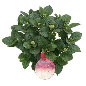 Hydrangea Fire Red p23 10+