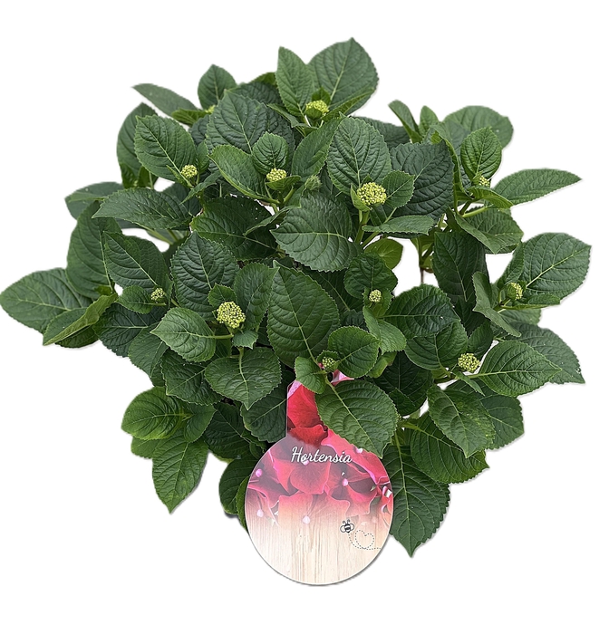 <h4>Hydrangea Fire Red p23 10+</h4>