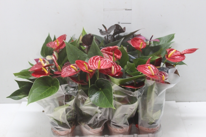 <h4>ANTHURIUM VARIADO P09</h4>