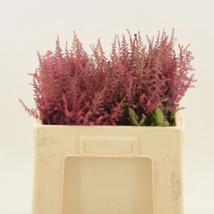 <h4>Astilbe Paul Gäarder</h4>