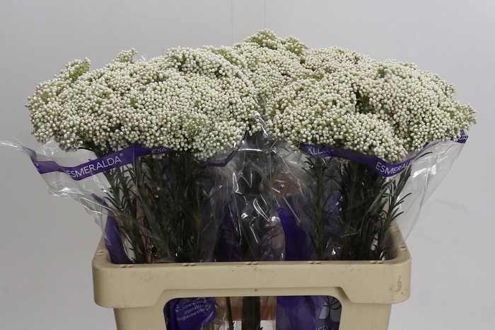 <h4>Ozothamnus Cooks Snow White</h4>