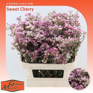 Chamelaucium Sweet Cherry